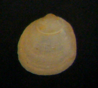Piccolo bivalve